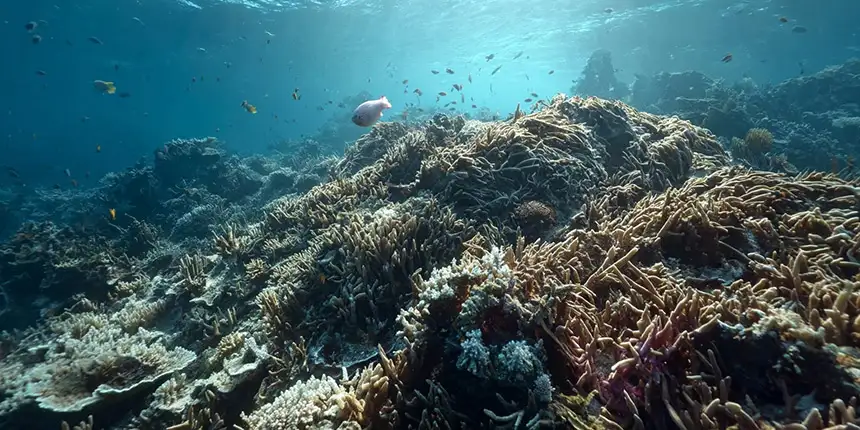 Ecosystems Collapses